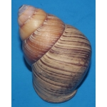 Helicostyla philippinensis